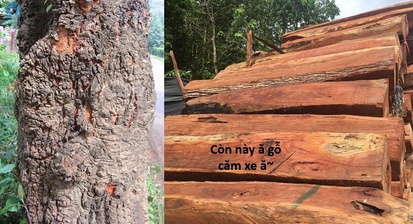 Ngay Cả Khi Hậu Tận Thế, Thật Hạnh Phúc Khi Vẫn Còn Được Sống... (Puchimasu Miếu) - Chương 44.1 - Trang 20