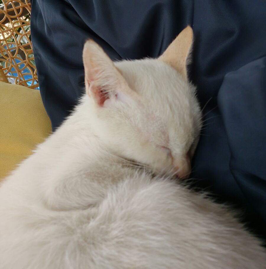 Thiên Sứ Nhà Bên - Chương 25.1 - Trang 13